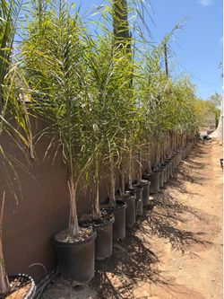Queen palms 15 gal
