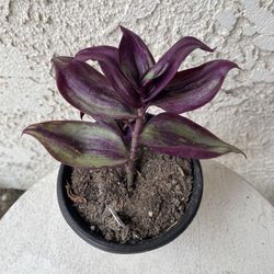 4 Inch Pot Succulent Plant- Tradescantia Zebrina Evanesce - Wandering Dude - Live Succulent - Rooted & Established - Drought Resistant - 🪴