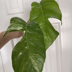 Albo Epi Plant CUTTING- Rooted