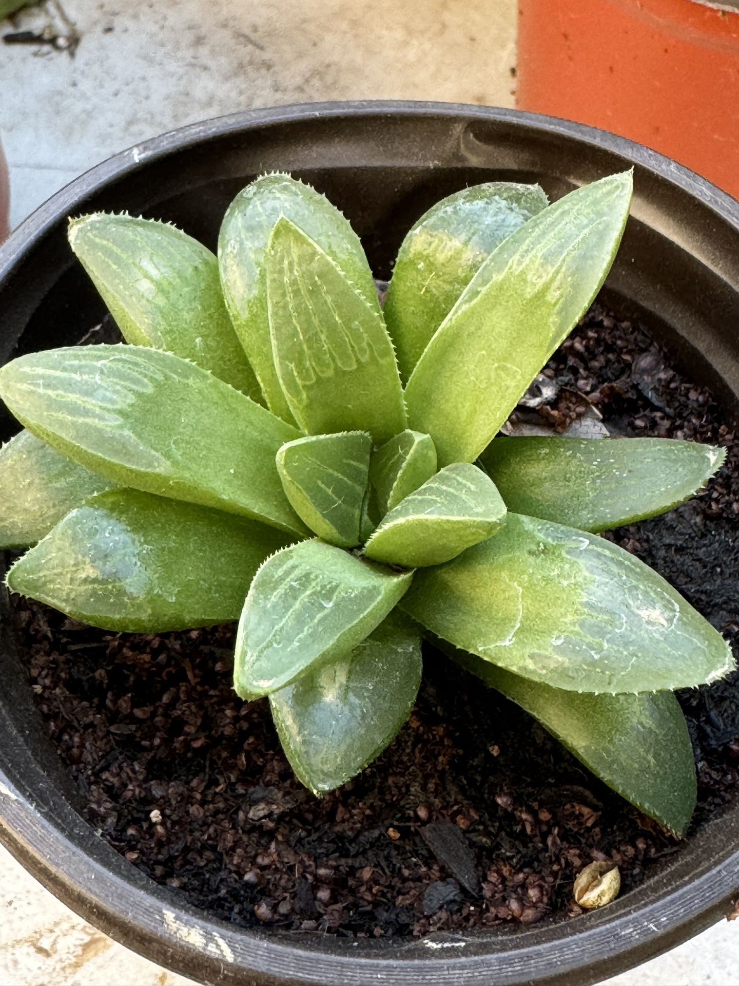Succulents Plants 4”pot