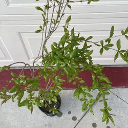 Beautiful Red Ruby Pomegranate Fruit Tree Plant