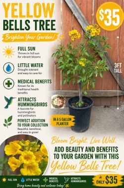 Yellow bells tree 🌳💛