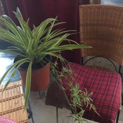 Spider Plant 