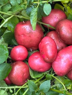 Organic red delicious potatoes starters
