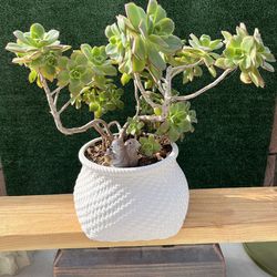 Succulent In Ceramic Wicker Style Pot