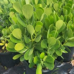 Beautiful Clusias Plants For Inmediate Privacy!!! 3 Feet Tall Measurements Over The Pot!! Fertilized 