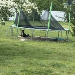 Free Trampoline