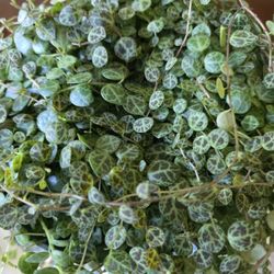 🐢🌿String Of Turtles 🌿 🐢 