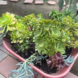 Succulent Plants 