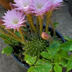 Easter Lilly Cactus