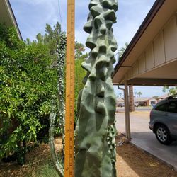 Totem Pole Cactus / Lophocereus Schottii Monstrose - Succulents, Plants
