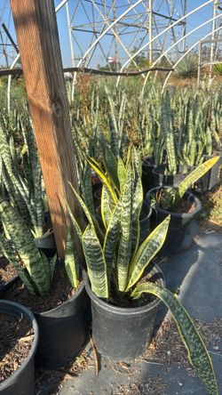 Snake plant