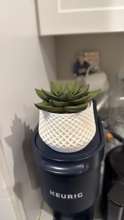 Fruit fly catcher