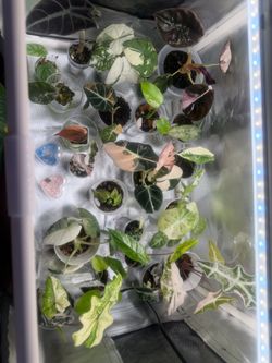 Mini little green house.