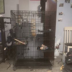 Bird Cage 
