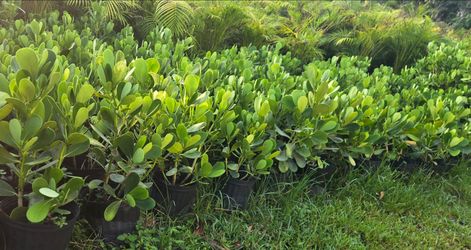 Clusia Price Includes Installation 3 gallon and 7 gallon
