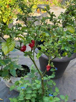 Fruiting Insanely Hot Carolina Reaper Spicy 🌶️ Peppers Chili Pepper Veggie Vegetable Garden Live Plants