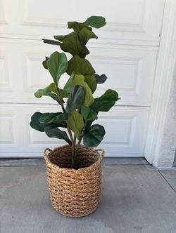 4 Ft Artificial Fiddle Leaf / Fig Leaf Tree in Hyancinth Wicker Basket | Will Include Spanish Moss