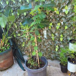  This Pot Has 3 other Different Plants Growing and a beautiful tree, Check 2nd Picture For Flower Reference. 