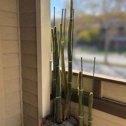 Cacti 