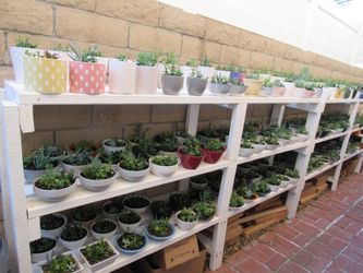Many Succulent Arrangements ( Read Details)
