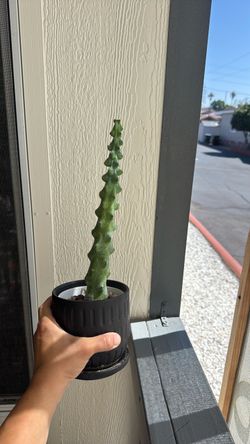 Boobie cactus with black pot