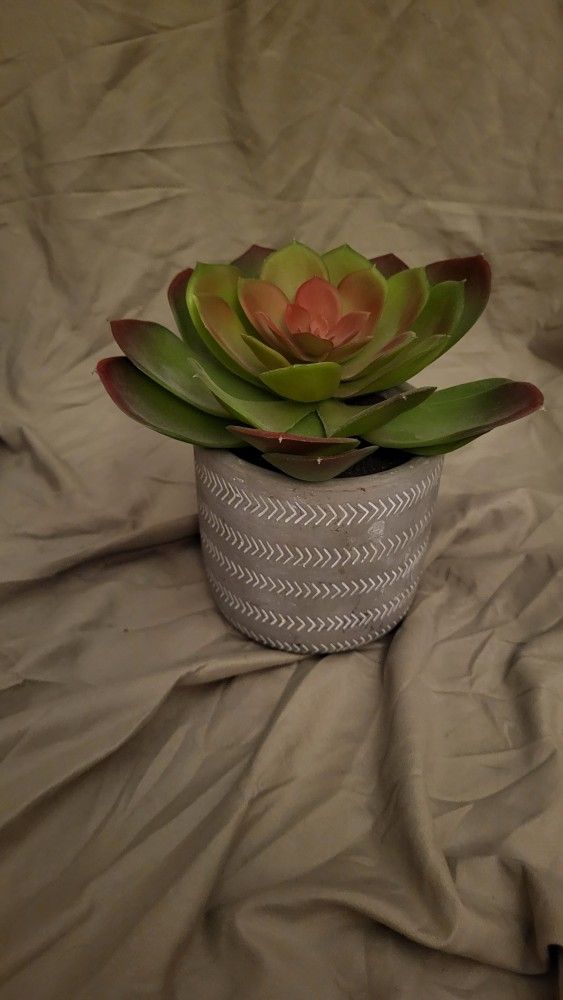 Succulent Plant Decoration