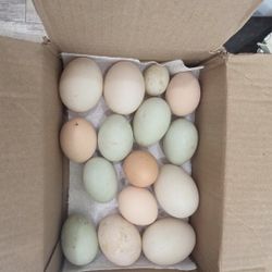 Fresh Fertilized Duck Eggs