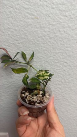 Hoya lacunosa sp. Cianjur (Variegated)