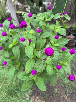 Beautiful Purple Gomphrena globosa !!!!