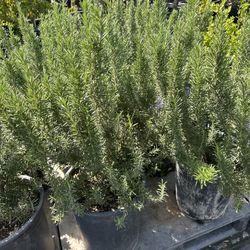 Rosemary Plant 