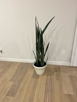 Snake 🐍 plant