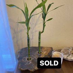 Stone Bamboo Planters - Designer - Boho - Rock - Plants - Vase
