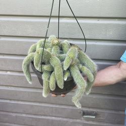 10” monkey tail cactus 
