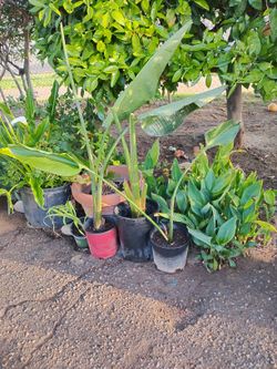 Giant Birds Of Paradise