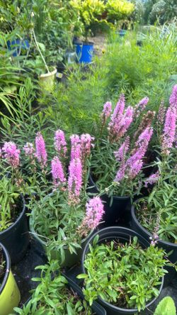 Garden bars, nursery