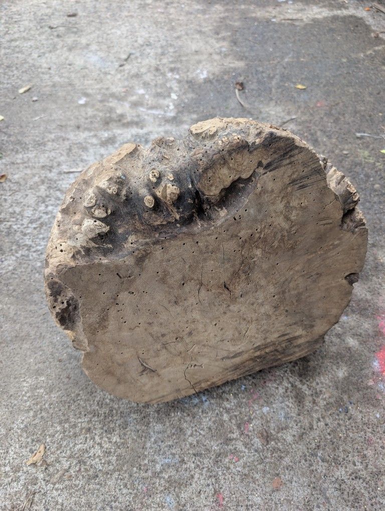 Myrtlewood Raw Burl