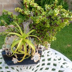 Table Plants In A Pot $25