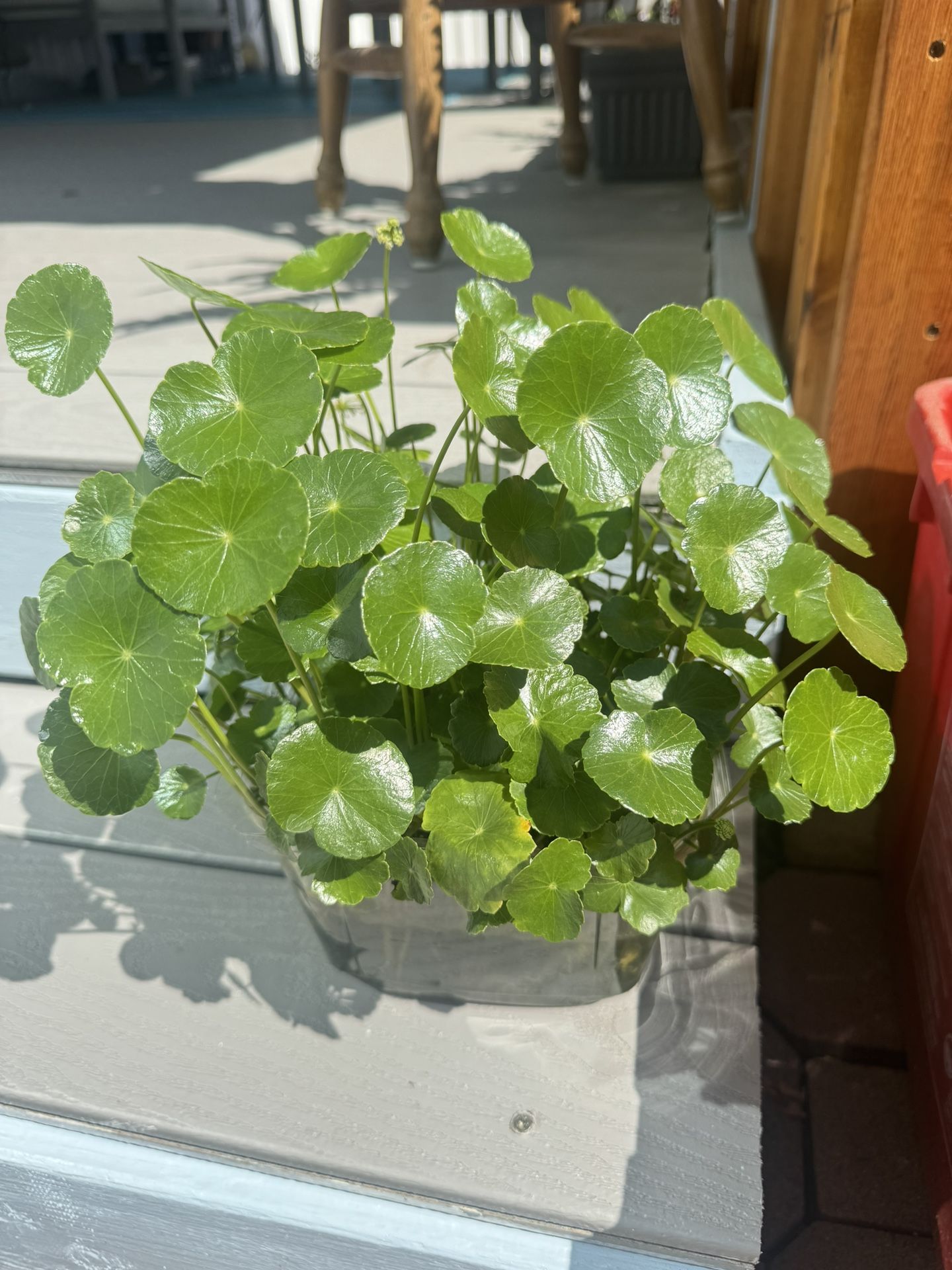 Money Plants Grow In The Water, Super Easy To Grow