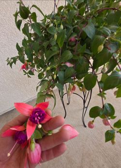 🌷🧡Bicentennial Fuchsia 🧡🩷🌱