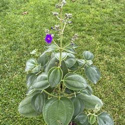 Tibouchina grandifolia (Showstopper for Landscape, Garden ) 3 gallon Pot
