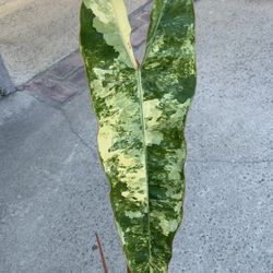 Philodendron Billietiae Variegated Top Cut Rooted 