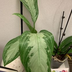 Silver Plant