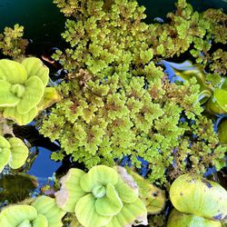 Fairy Moss Mosquito Fern Aka Azolla Filiculoides Floating Aquarium Pond Plant