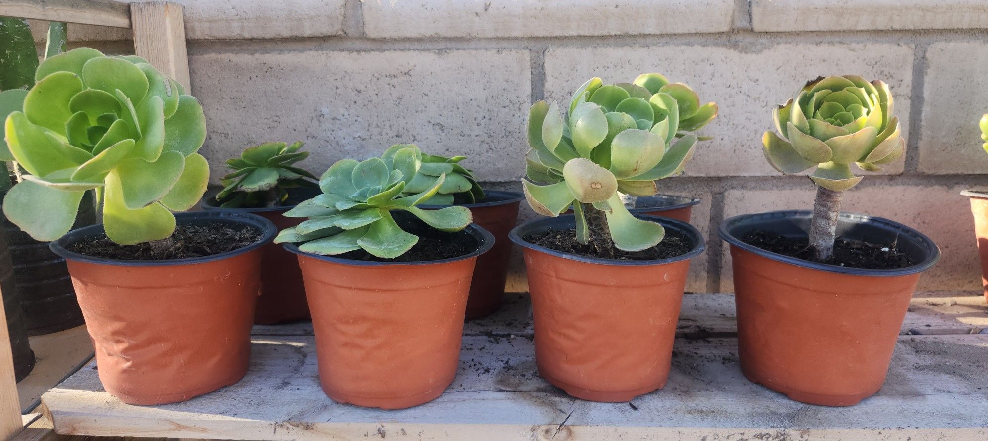  Aeonium Haworthi (Pinwheel) 4" High Potted Succulent Plant.