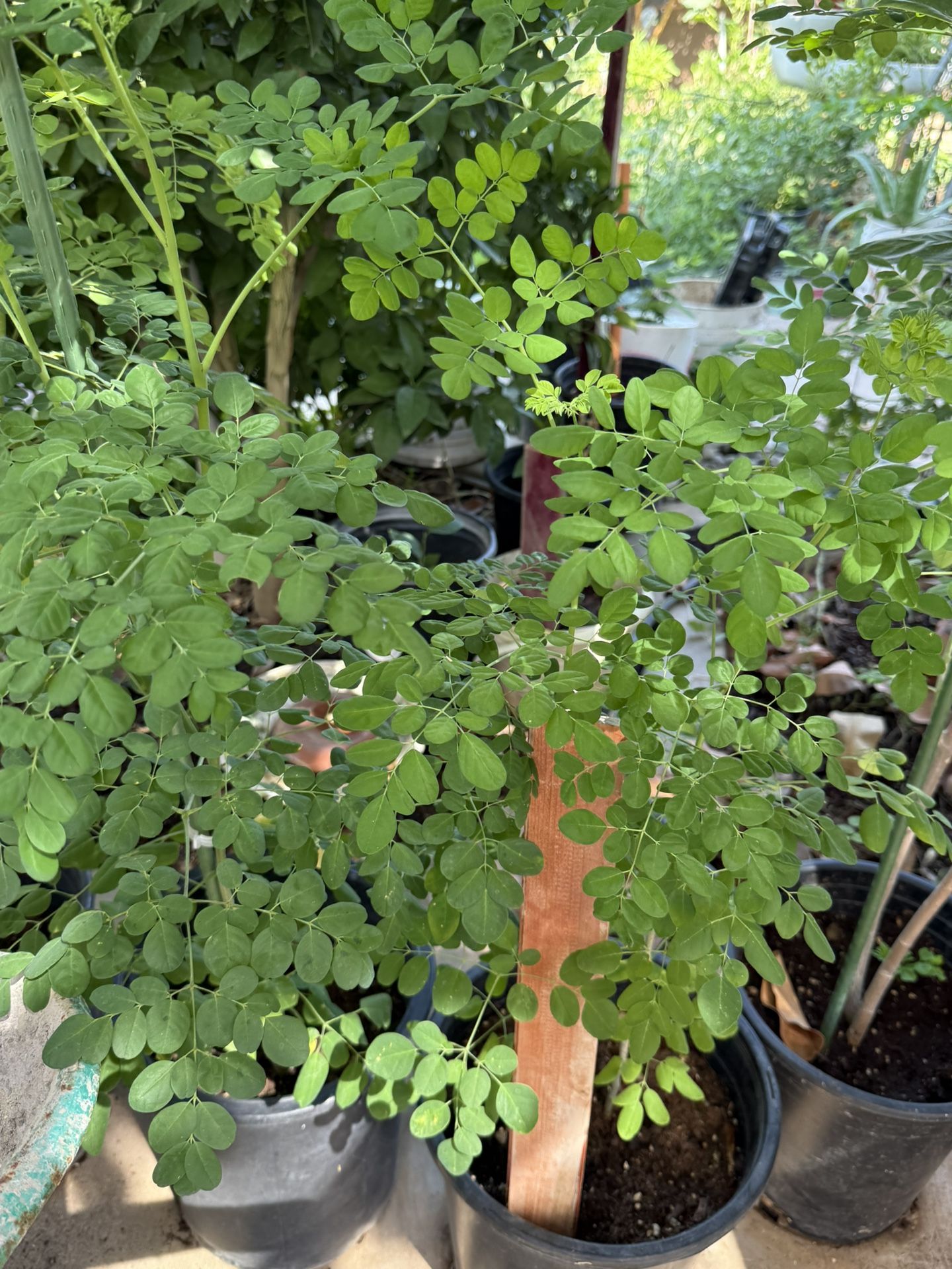 Moringa Plant 🌱 