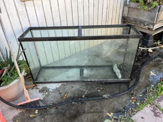 Fish Tanks
