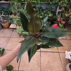 Philodendron 'Congo red'