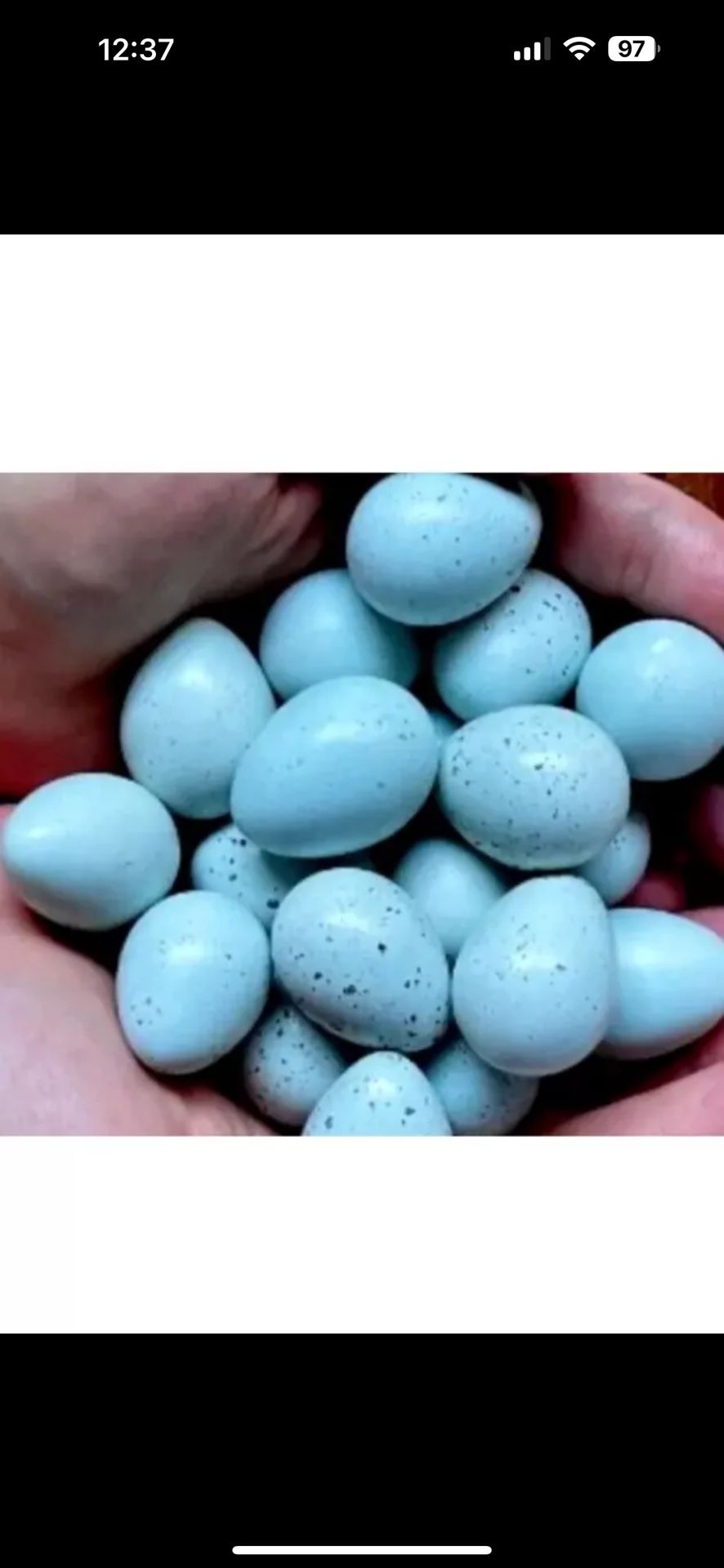 Huevos Azules Fértiles De Codornices