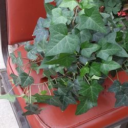 Ivy Plant